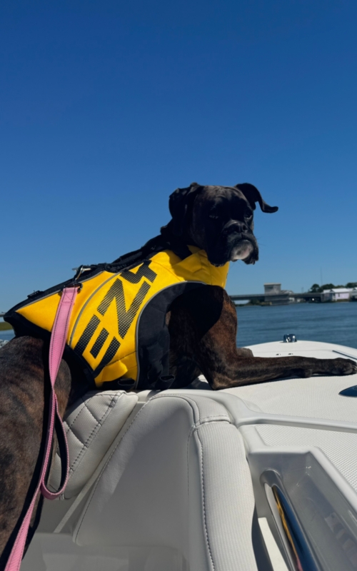 Teague - VIP (Very Important Puppy)