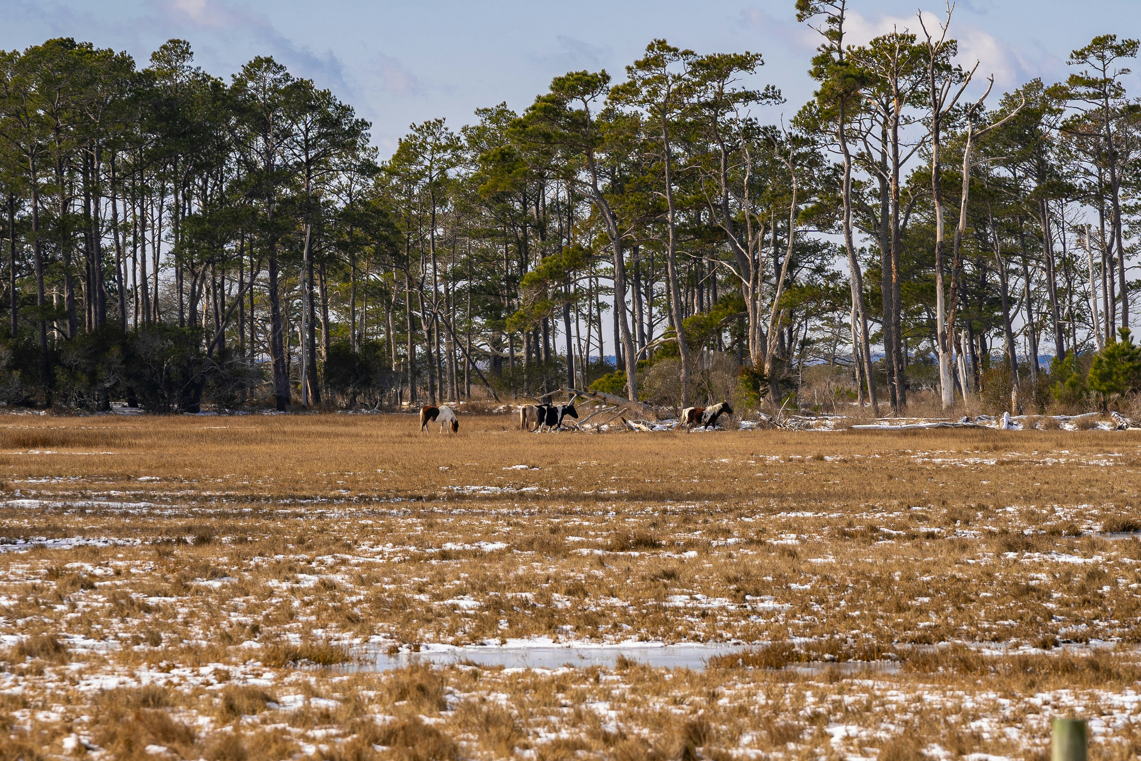 What to Do on a Winter Weekend on Chincoteague Island, image size:3662x2441
