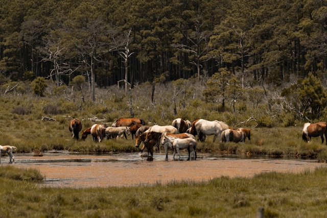 National Parks Free Entrance Day Event