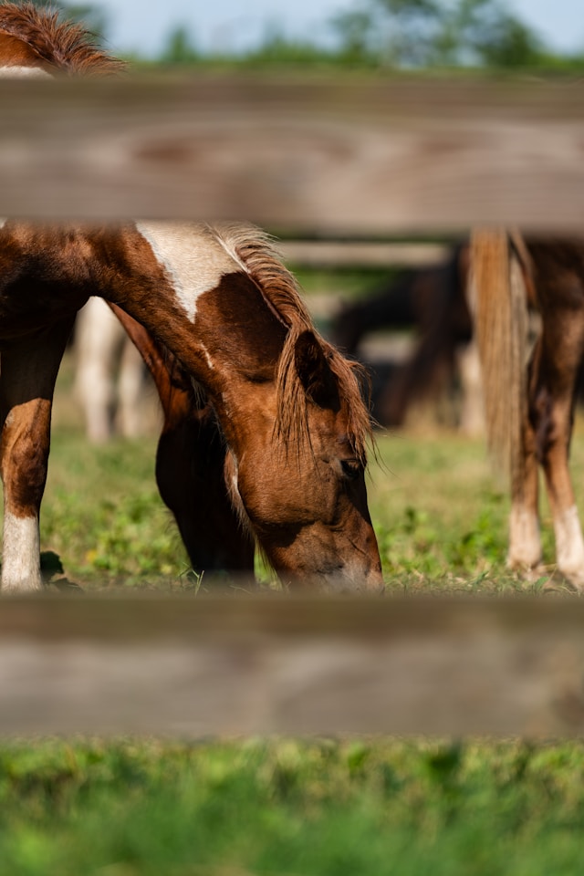 Vet Checks & Buyback Selection Event