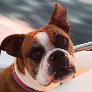 Family Boxer, Phoebe enjoying a boat ride