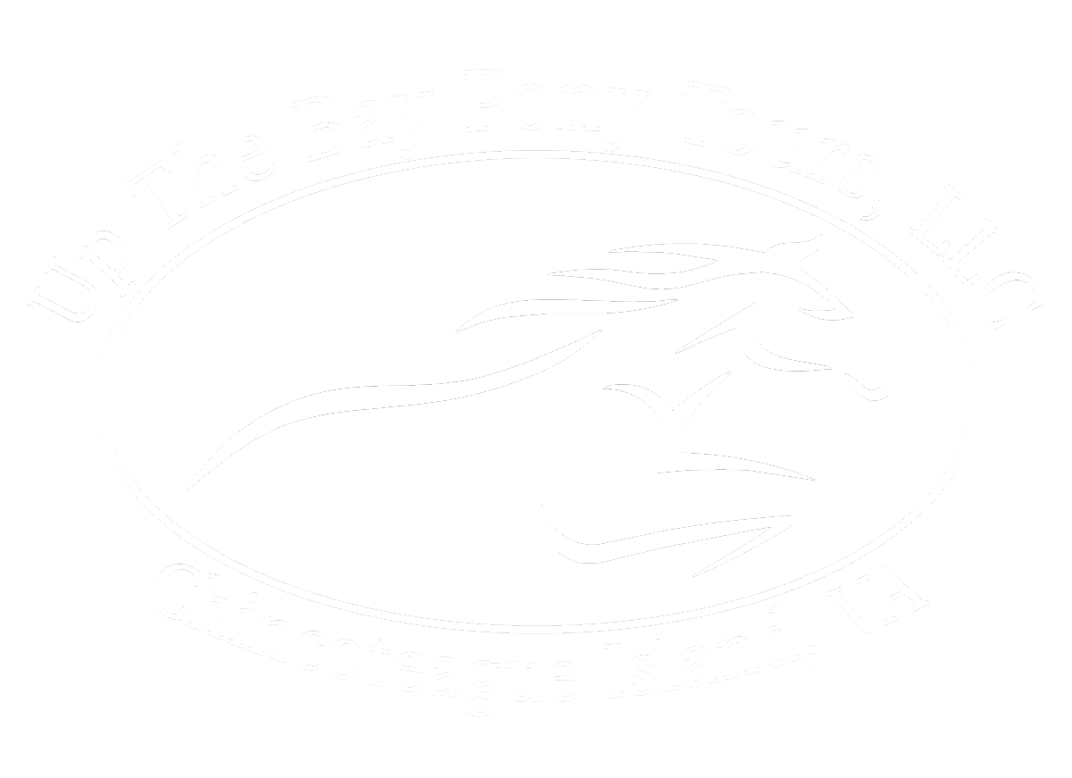 Things To Do Up the Bay Pony Tours